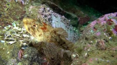 Barents Denizi balık.