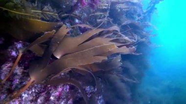 Barents Denizi'nin sualtı deniz dibinin.