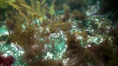 Derisidikenliler deniz kestanesi dibinin Barents Denizi'nin üzerinde.