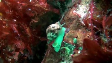 Deniz salyangoz sualtı deniz dibinin Barents Denizi'nin üzerinde.