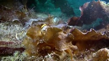 Deniz yaratığı sualtı deniz dibinin Barents Denizi'nin üzerinde.