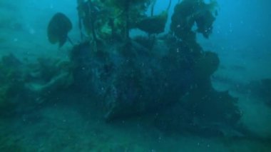 Deniz dibinin Barents Denizi'nin üzerinde deniz yaşamı.