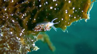 Omurgasızını slug sualtı deniz dibinin Barents Denizi'nin üzerinde.