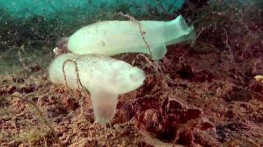 Beyaz deniz sualtı Barents Denizi deniz üzerinde yatağı süngeri.