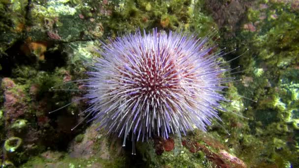 Echinodermas ouriços do mar no fundo do mar de Barents . — Vídeo de Stock