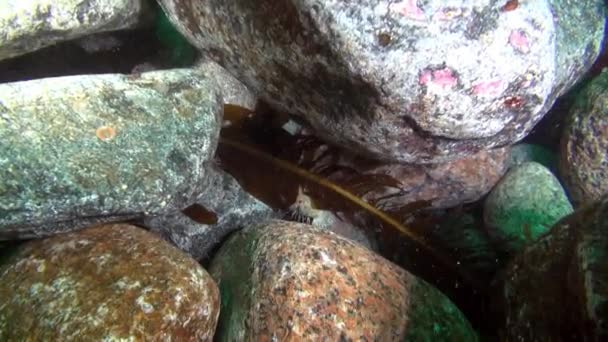 Poissons exotiques sous-marins sur le fond marin de la mer de Barents . — Video