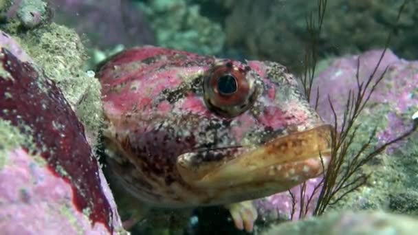 Exotiska prickiga röda fiskar under vattnet på havsbotten i Barents hav. — Stockvideo