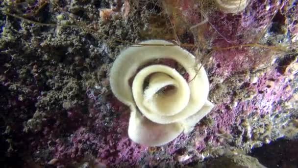在巴伦支海海床水下的玫瑰鱼鱼子酱. — 图库视频影像