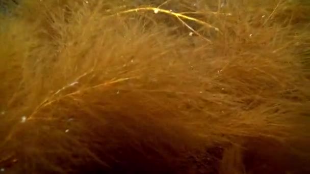 Echinodermi ricci di mare sullo sfondo di alghe marine sul fondo del mare di Barents . — Video Stock