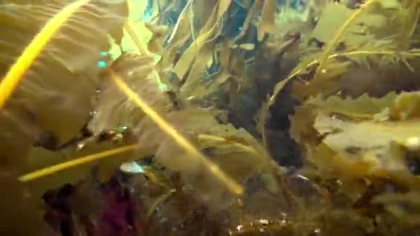 Underwater seabed of Barents Sea. — Stock Video