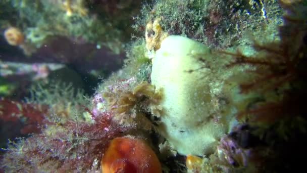 Babosa nudirama amarilla bajo el agua en el fondo marino del mar de Barents . — Vídeos de Stock