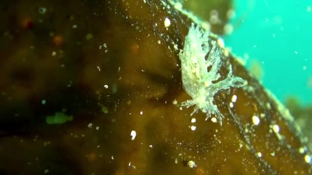 Barents 바다의 해저에서 수 중 유리 nudibranch 슬러그. — 비디오