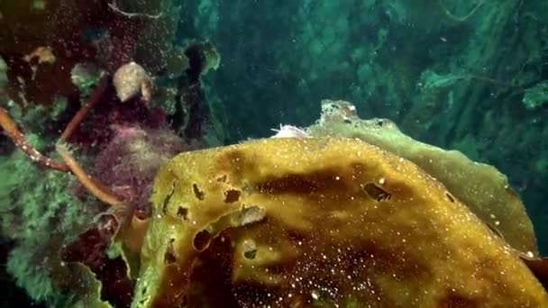 Vetro nudibranchia lumaca sott'acqua sui fondali del mare di Barents . — Video Stock