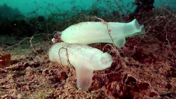 Esponjas marinhas brancas subaquáticas no fundo do mar de Barents Sea . — Vídeo de Stock