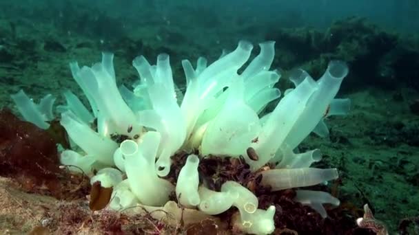 Cluster d'éponges marines blanches sous-marines sur le fond marin de la mer de Barents . — Video