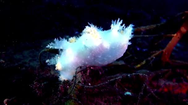 Slak onderwater op de zeebodem van de Barentsz-zee. — Stockvideo