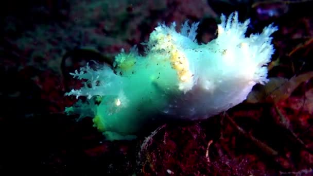 在巴伦支海海床海底的蛞蝓. — 图库视频影像