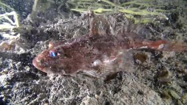 Fische unter Wasser auf dem Meeresboden der Barentssee. — Stockvideo