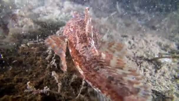 Fish underwater on seabed of Barents Sea. — Stock Video