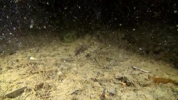 Fish underwater on seabed of Barents Sea. — Stock Video