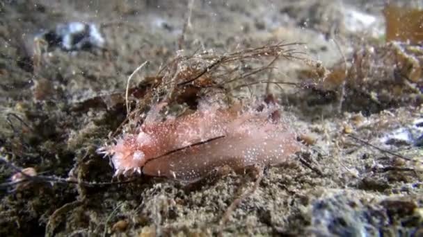 Nudibranch slug underwater on seabed of Barents Sea. — Stock Video
