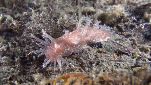 Limace nudibranche sous l'eau sur le fond marin de la mer de Barents . — Video