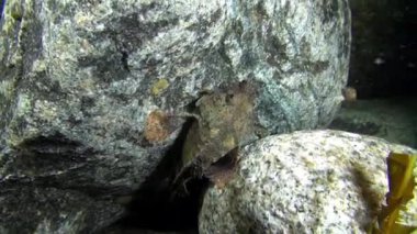 Sualtı Barents Denizi'nin buzlu kamufle benekli balık.