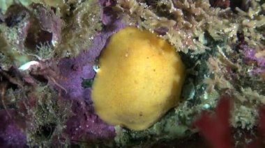 Sarı omurgasızını slug sualtı deniz dibinin Barents Denizi'nin üzerinde.