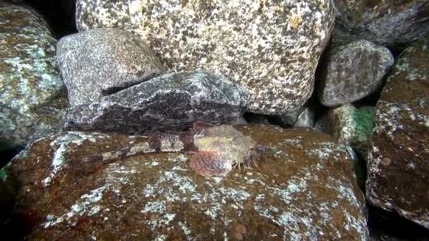 Des poissons aperçus se déguisent sur les rochers de la mer de Barents sous-marine . — Video