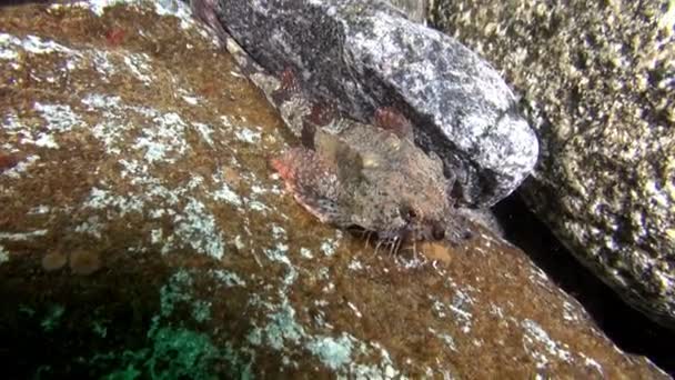 Pettyes hal álcázott a sziklák a víz alatti Barents-tenger. — Stock videók
