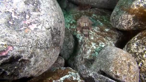 Spotted ryb przebrania na skałach podwodne Morze Barentsa. — Wideo stockowe