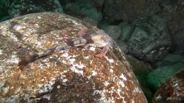 在水下巴伦支海的岩石上伪装的斑点鱼. — 图库视频影像