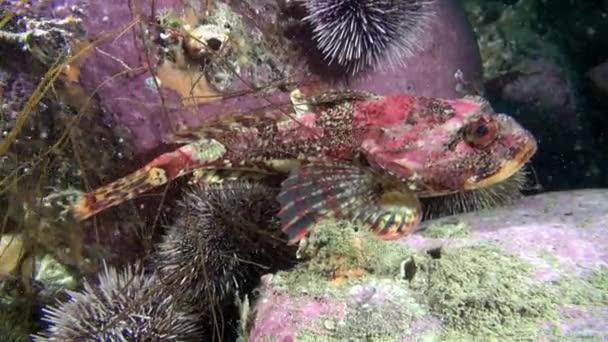 Exotisch gevlekte rode vis onder water op de zeebodem van de Barentsz-zee. — Stockvideo