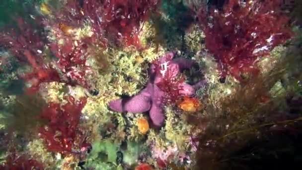 バレンツ海の海底の海洋生物. — ストック動画