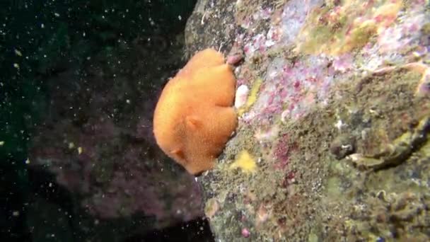 Γυμνοσάλιαγκας nudibranch κίτρινο υποβρύχιο στο βυθό της Θάλασσας Μπάρεντς. — Αρχείο Βίντεο