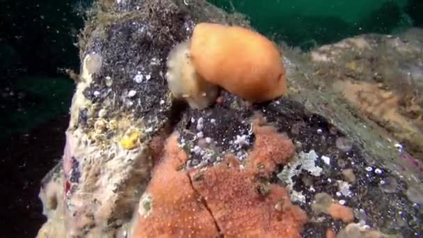 Yellow nudibranch slug underwater on seabed of Barents Sea. — Stock Video