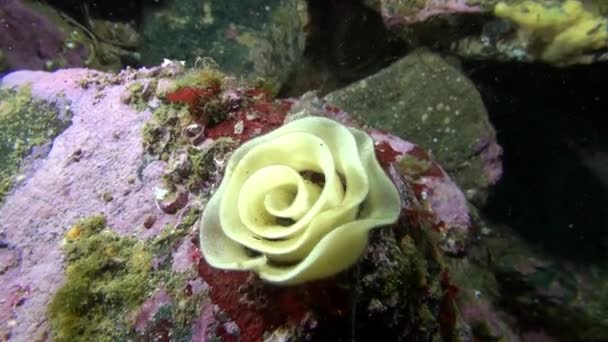 Fish caviar in the form of a rose underwater on seabed of Barents Sea. — Stock Video