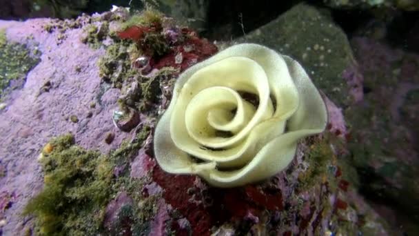 Fish caviar in the form of a rose underwater on seabed of Barents Sea. — Stock Video