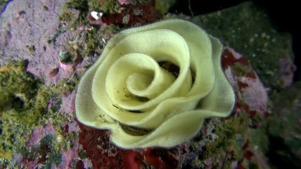 Fisk kaviar i form av en ros under vattnet på havsbotten i Barents hav. — Stockvideo