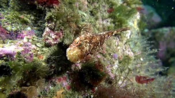 Peces en el Mar de Barents . — Vídeos de Stock