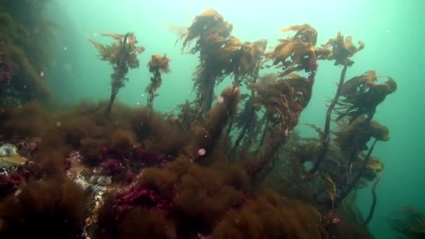 Equinodermos erizos de mar en el fondo del mar de Barents . — Vídeo de stock