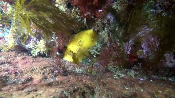 Limace nudibranche jaune sous l'eau sur le fond marin de la mer de Barents . — Video