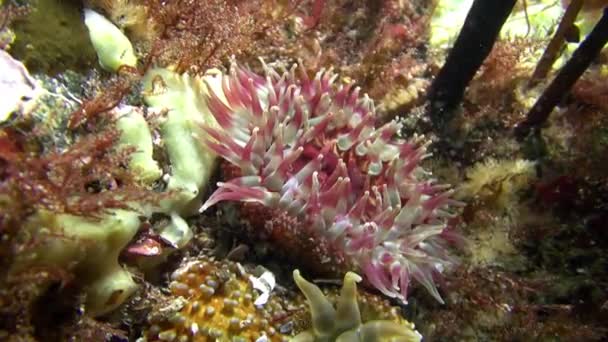 Rózsaszín korallok Actinia közelről. — Stock videók