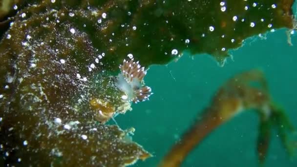 Nudibranch slug underwater on seabed of Barents Sea. — Stock Video