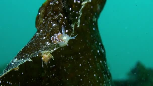 Nudibranch slug underwater on seabed of Barents Sea. — Stock Video