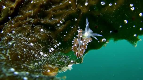 Nudibranch slug underwater on seabed of Barents Sea. — Stock Video