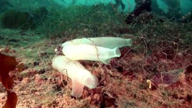 Beyaz deniz sualtı Barents Denizi deniz üzerinde yatağı süngeri.