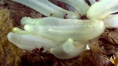 Beyaz deniz sualtı Barents Denizi deniz üzerinde yatağı süngeri.