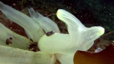 Beyaz deniz sualtı Barents Denizi deniz üzerinde yatağı süngeri.