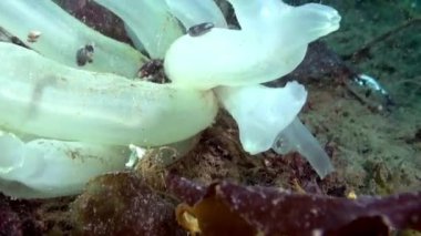 Beyaz deniz sualtı Barents Denizi deniz üzerinde yatağı süngeri.